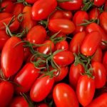 台灣玉女小番茄