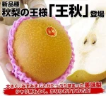 日本鳥取縣｜巨無霸王秋梨｜夢幻水梨(原裝箱-小資獨享組)